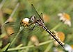 30 Commons:Picture of the Year/2011/R1/Trithemis arteriosa qtl3.jpg