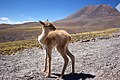 Vicugna vicugna iuvenis in Atacama Desertis (2014)