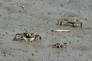 <i>Macrophthalmus</i> Genus of crabs