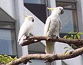 Mažoji geltonkuodė kakadu (Cacatua sulphurea)