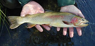 <span class="mw-page-title-main">Fishing in Wyoming</span>