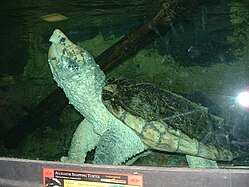 Alligator snapping turtle