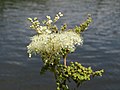 Atamjaðarurt (Filipendula ulmaria)