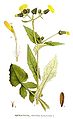 Sonchus oleraceus L.