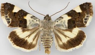 <i>Acontia</i> Genus of moths