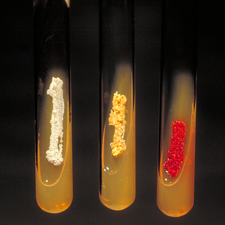 <i>Micromonospora</i> Genus of bacteria