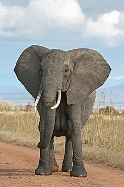 Āfrikas savannas zilonis (Loxodonta africana)