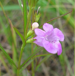 <i>Agalinis paupercula</i> Species of flowering plant