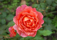 'Albrecht Durer' Albrecht-Durer-Rose (Tantau 2002).jpg