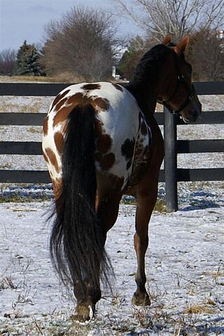 <span class="mw-page-title-main">Leopard complex</span> Coat pattern in horses