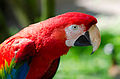 * Nomination Scarlet Macaw, photographed in the zoo of Münster, Germany --Tuxyso 20:30, 9 May 2013 (UTC) * Promotion Good quality. --Poco a poco 21:35, 9 May 2013 (UTC)