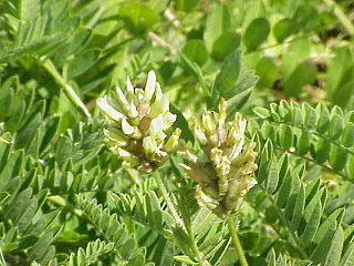 <i>Astragalus cicer</i> Species of legume