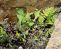 Cheilanthes covillei