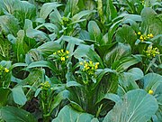 Choi Sum (Chinesischer Blütenkohl) (Brassica rapa var. parachinensis)