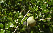 Pittosporum spinescens (Syn.: Citriobatus spinescens)