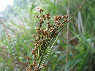 <i>Cladium</i> Genus of grass-like plants