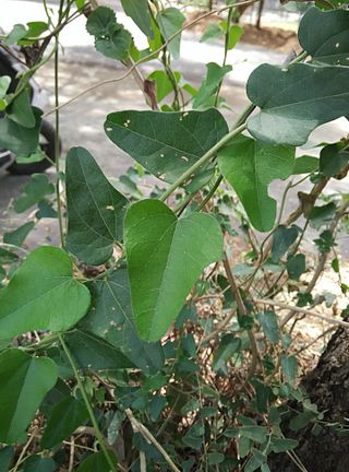 <i>Cocculus</i> Genus of flowering plants