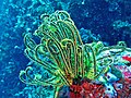 本氏海齒花（英语：Oxycomanthus bennetti）（Oxycomanthus bennetti）