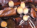 Hnojník třpytivý Coprinus micaceus