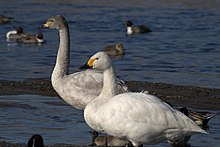 Adult (front) and half-year-old immature Bewick's swans (C. c. bewickii) wintering in Saitama (Japan) Cygnus bewickii 02.jpg