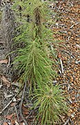 Banksia columnaris