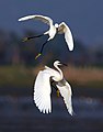 Image 24Egrets are herons which have white or buff plumage, and develop fine plumes (usually milky white) during the breeding season.. The pictured specimens were photographed at Sundarbans East Wildlife Sanctuary, Bagerhat. Photo Credit: Md shahanshah bappy