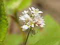 Common buckwheat in flower