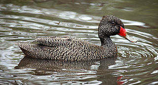 <span class="mw-page-title-main">Freckled duck</span> Species of bird