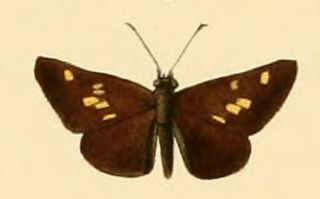 <i>Fulda</i> (skipper) Genus of butterflies