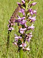 Gymnadenia odoratissima Germany - Heimsheim