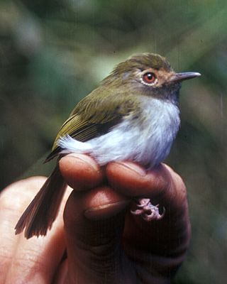 <i>Hemitriccus</i> Genus of birds