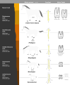 Image 17This image shows a representative sequence, but should not be construed to represent a "straight-line" evolution of the horse. Reconstruction, left forefoot skeleton (third digit emphasized yellow) and longitudinal section of molars of selected prehistoric horses (from Evolution of the horse)