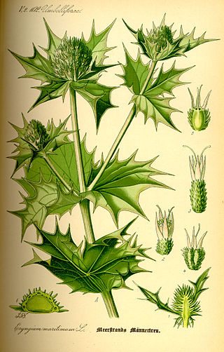 <i>Eryngium maritimum</i> Species of flowering plant in the celery family Apiaceae