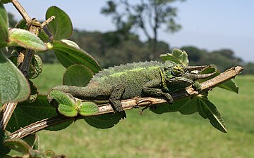 Kameleon wspinający się po gałęziach na górze Kenia w swoim naturalnym środowisku