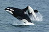 Orcas breaching the water