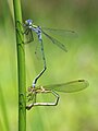 Lestes sponsa (Gemeine Binsenjungfer, Paar bei Eiablage) [D]