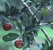 Acerola