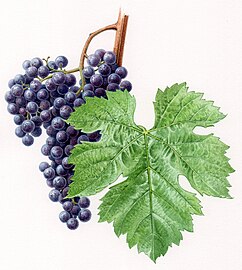 Autra illustracion de Merlot