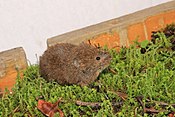 Mexicoansche woelmuys (Microtus mexicanus)