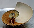 Conchiglia di Nautilus sezionata per mostrarne l'architettura interna