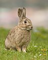 El conejo común o conejo europeo (Oryctolagus cuniculus) es una especie de mamífero lagomorfo de la familia Leporidae, único miembro del género Oryctolagus. El término orycto viene del griego ορυκτό (oriktó, "desenterrado, fósil") y éste de ορύσσω (orisso, "cavar"), haciendo referencia a las costumbres excavadoras características de ésta especie en estado salvaje, mientras que el término lagus significa estrictamente liebre. El conejo era un animal desconocido para los griegos y romanos de la Antigüedad que visitaron la península ibérica., por Noodle snacks.