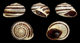 <span class="mw-page-title-main">Otala lactea</span> Species of gastropod