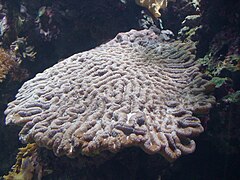 Oulophyllia crispa.