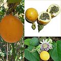 Sweet granadilla