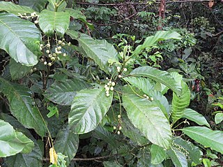 <i>Pausandra</i> Genus of flowering plants