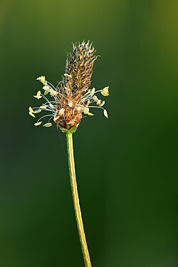 Plantago lanceolata by Ivar Leidus