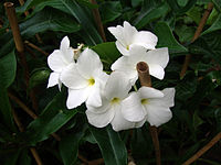 Plumeria pudica