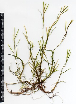 <i>Potamogeton pusillus</i> Species of aquatic plant