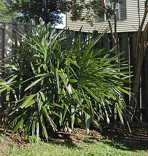 <i>Rhapidophyllum</i> species of plant