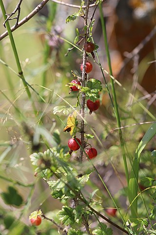 <i>Ribes aciculare</i> Species of flowering plant